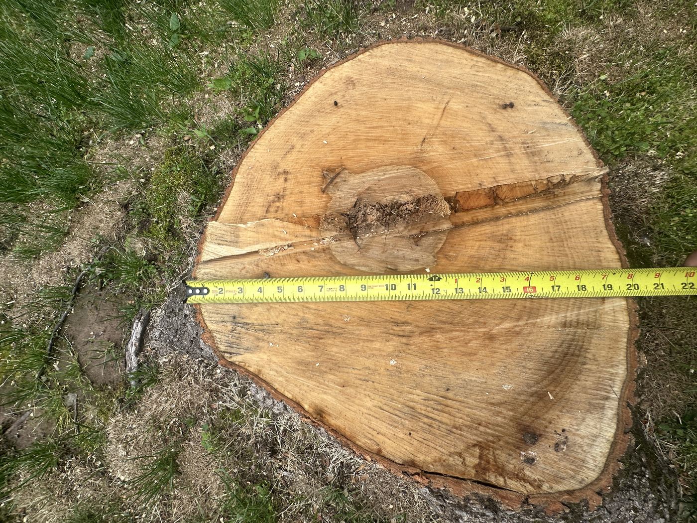 Tape measure across fallen tree trunk